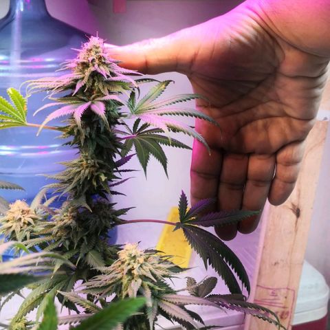 Bruce Banner growlog timeline photo