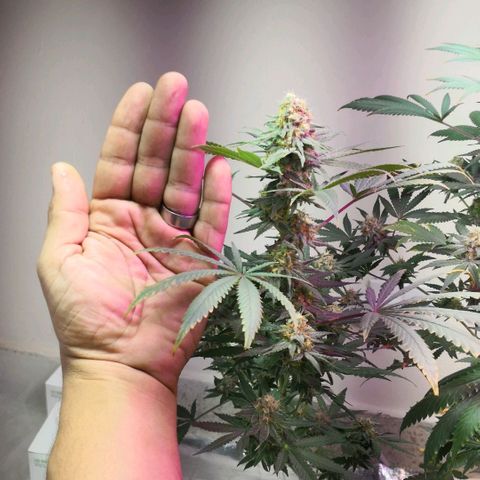 Bruce Banner growlog timeline photo