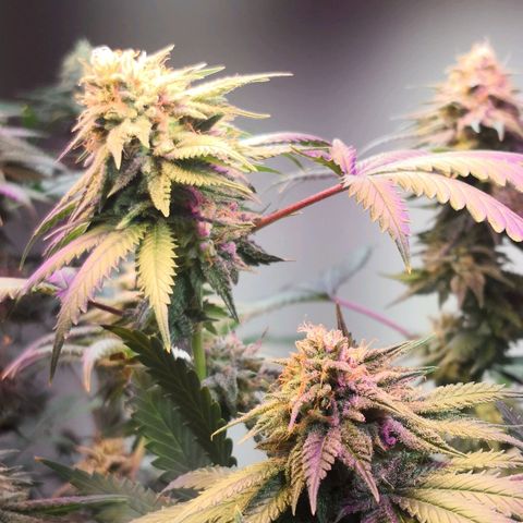 Bruce Banner growlog timeline photo