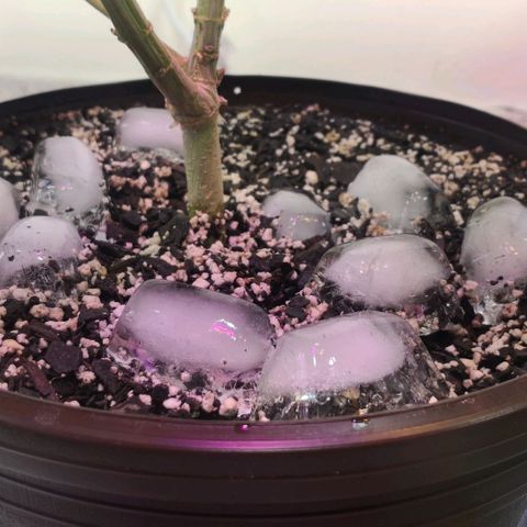 Bruce Banner growlog photo: Ice bath to start shocking the plants into stress and promote resin and trichomes production into last 2 weeks of flower 
