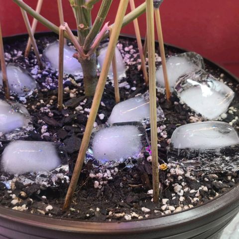 Bruce Banner growlog photo: Ice bath to start shocking the plants into stress and promote resin and trichomes production into last 2 weeks of flower 