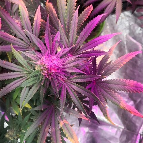 Bruce Banner growlog photo: Ice bath to start shocking the plants into stress and promote resin and trichomes production into last 2 weeks of flower 