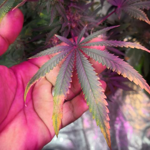Bruce Banner growlog photo: Ice bath to start shocking the plants into stress and promote resin and trichomes production into last 2 weeks of flower 