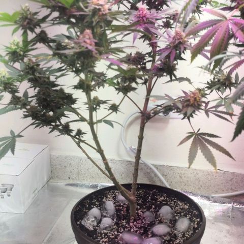 Bruce Banner growlog photo: Ice bath to start shocking the plants into stress and promote resin and trichomes production into last 2 weeks of flower 