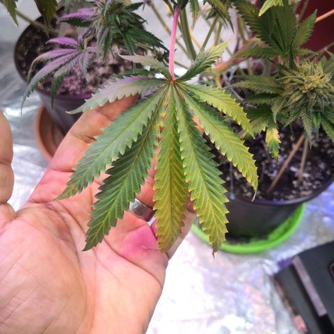 Bruce Banner growlog photo: Ice bath to start shocking the plants into stress and promote resin and trichomes production into last 2 weeks of flower 