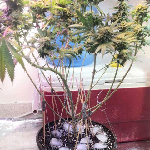 Bruce Banner growlog photo: Ice bath to start shocking the plants into stress and promote resin and trichomes production into last 2 weeks of flower 