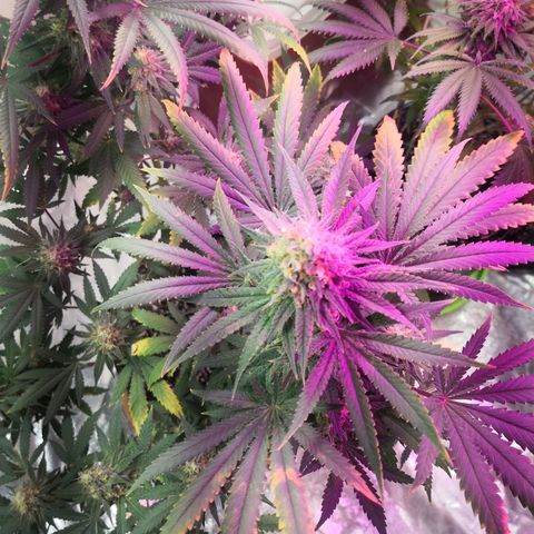 Bruce Banner growlog photo: Ice bath to start shocking the plants into stress and promote resin and trichomes production into last 2 weeks of flower 