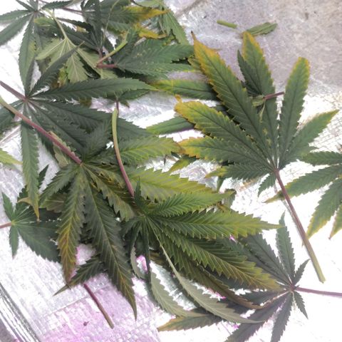Bruce Banner growlog photo: Ice bath to start shocking the plants into stress and promote resin and trichomes production into last 2 weeks of flower 