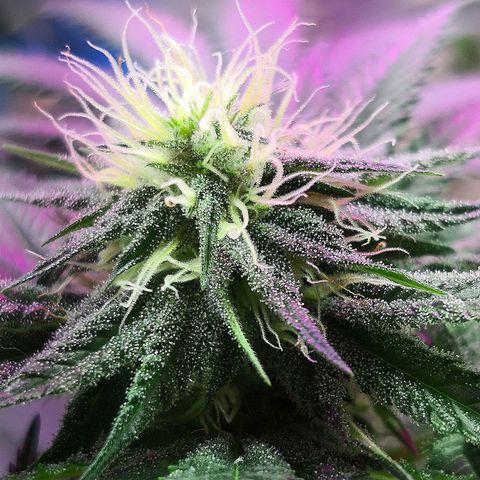 Bruce Banner growlog timeline photo