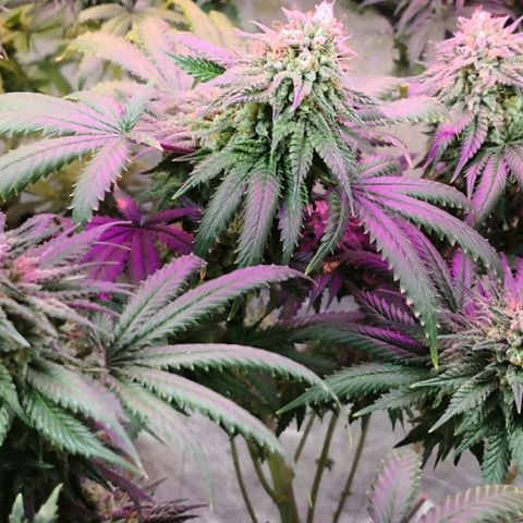 Bruce Banner growlog timeline photo