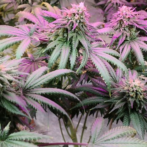 Bruce Banner growlog timeline photo