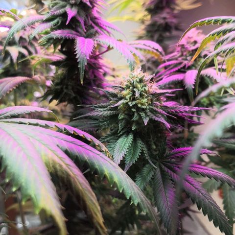 Bruce Banner growlog timeline photo