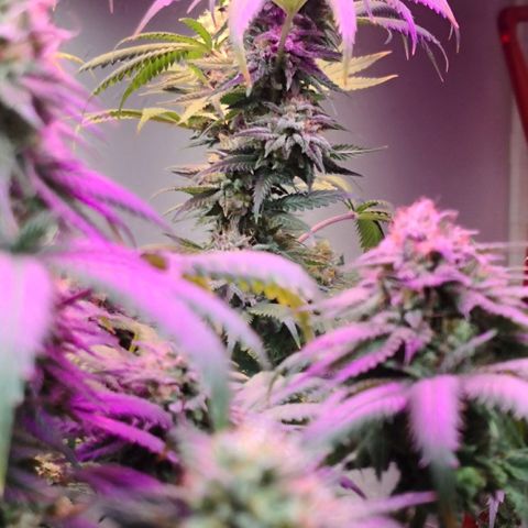 Bruce Banner growlog timeline photo
