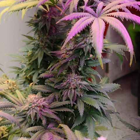 Bruce Banner growlog timeline photo