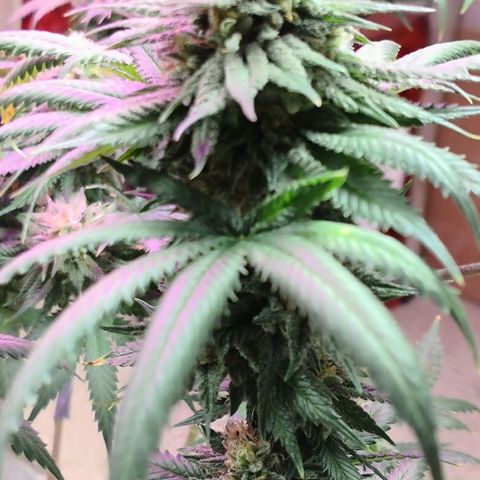 Bruce Banner growlog timeline photo
