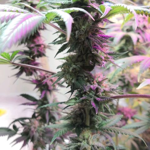 Bruce Banner growlog timeline photo