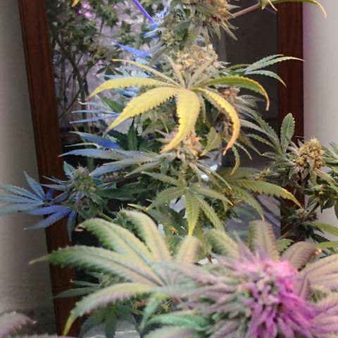 Bruce Banner growlog timeline photo
