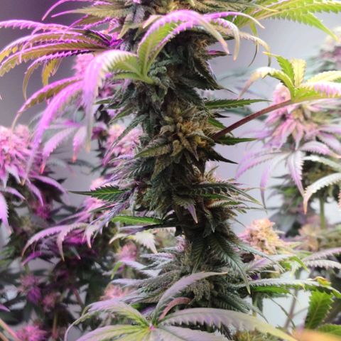 Bruce Banner growlog timeline photo