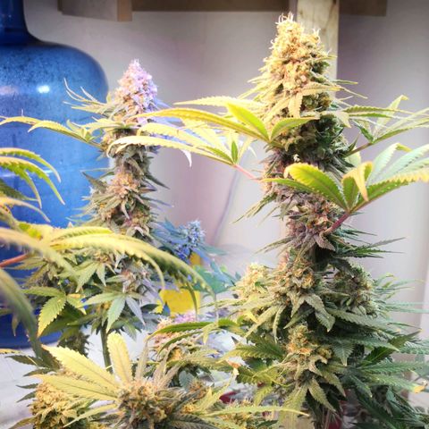 Bruce Banner growlog timeline photo
