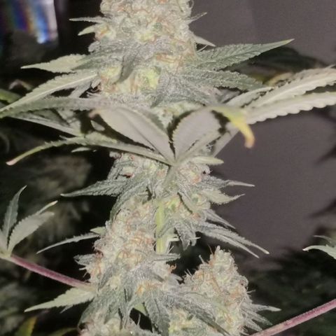Bruce Banner growlog timeline photo