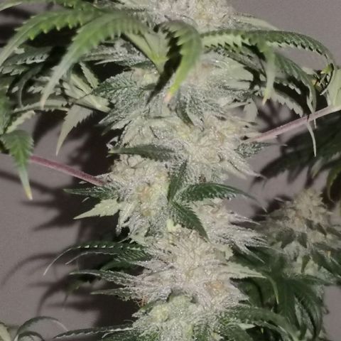 Bruce Banner growlog timeline photo