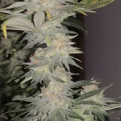 Bruce Banner growlog timeline photo