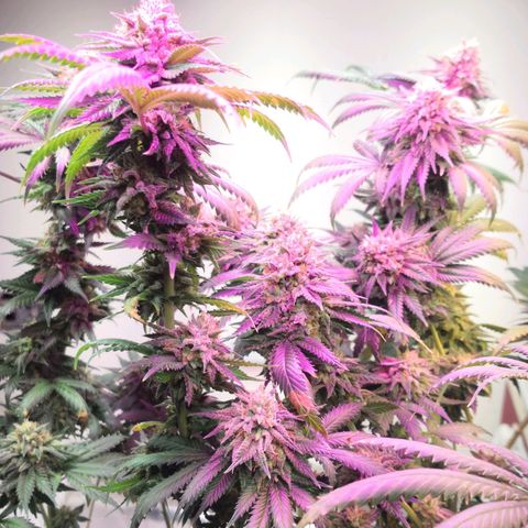 Bruce Banner growlog timeline photo