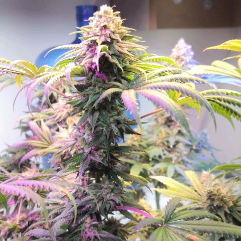 Bruce Banner growlog timeline photo