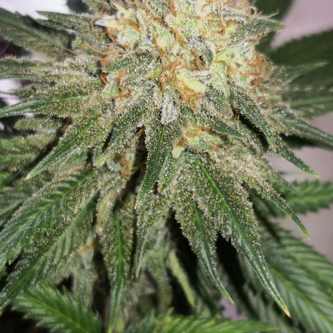 Bruce Banner growlog timeline photo