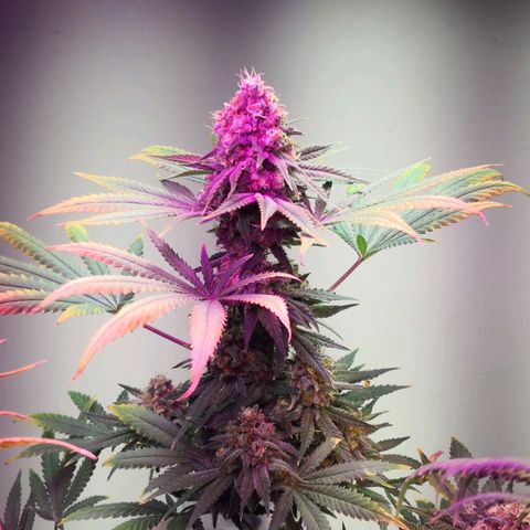 Bruce Banner growlog timeline photo