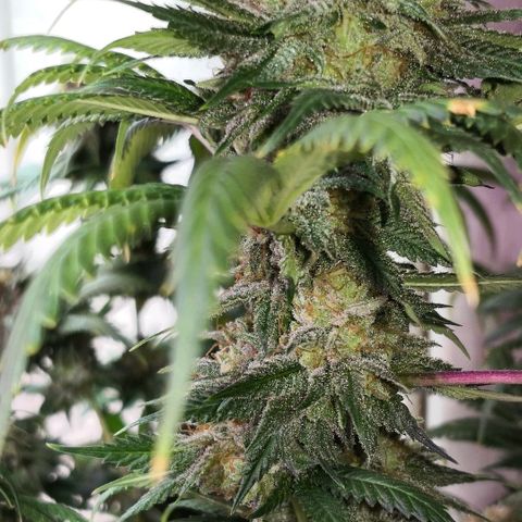 Bruce Banner growlog timeline photo