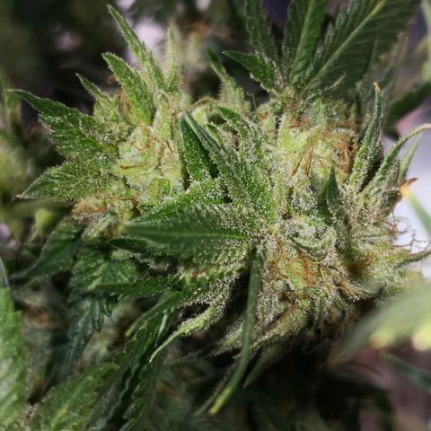 Bruce Banner growlog timeline photo