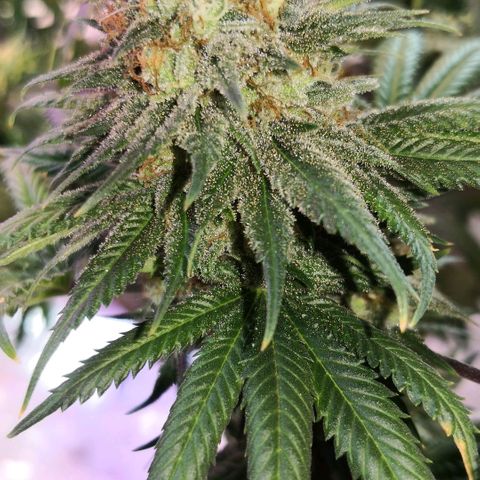 Bruce Banner growlog timeline photo