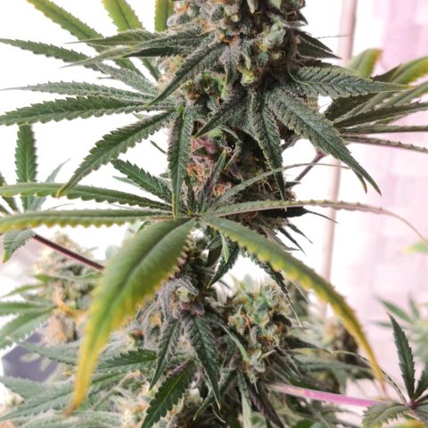Bruce Banner growlog timeline photo