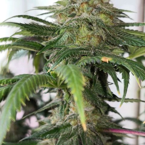 Bruce Banner growlog timeline photo