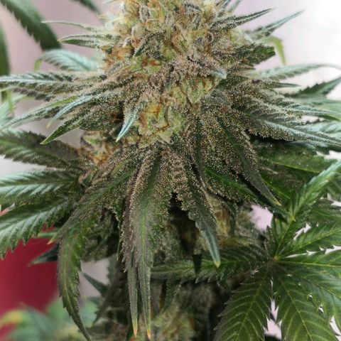 Bruce Banner growlog timeline photo