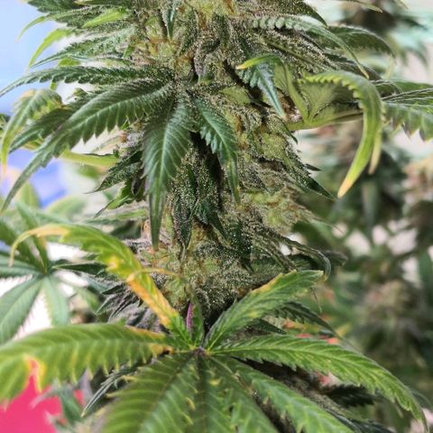 Bruce Banner growlog timeline photo