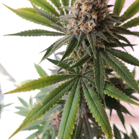 Bruce Banner growlog timeline photo