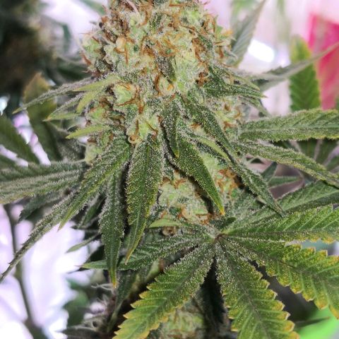 Bruce Banner growlog timeline photo
