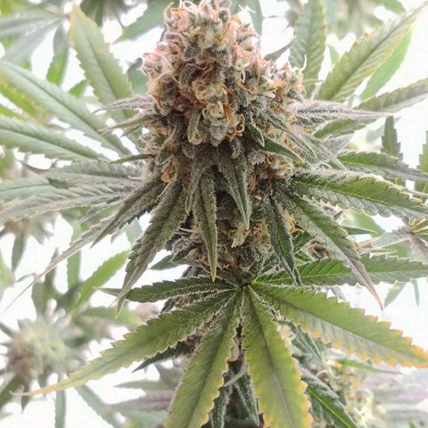 Bruce Banner growlog timeline photo