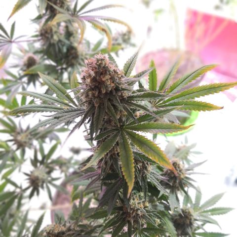 Bruce Banner growlog timeline photo