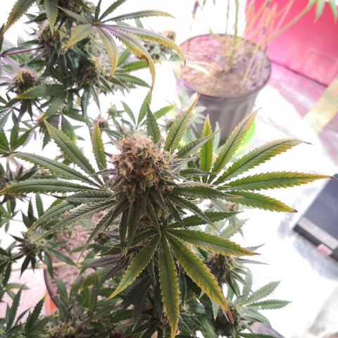 Bruce Banner growlog timeline photo