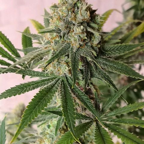 Bruce Banner growlog timeline photo