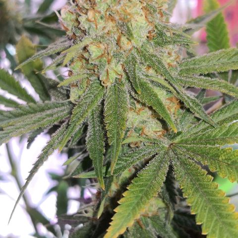 Bruce Banner growlog timeline photo