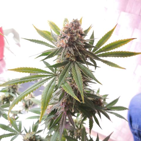 Bruce Banner growlog timeline photo