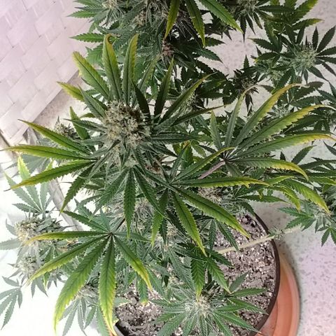 Bruce Banner growlog timeline photo