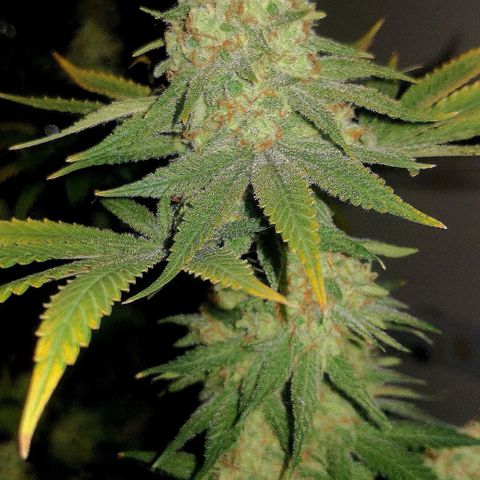 Bruce Banner growlog timeline photo
