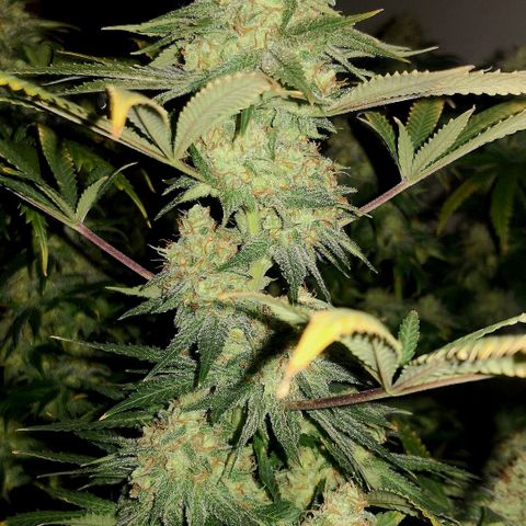 Bruce Banner growlog timeline photo