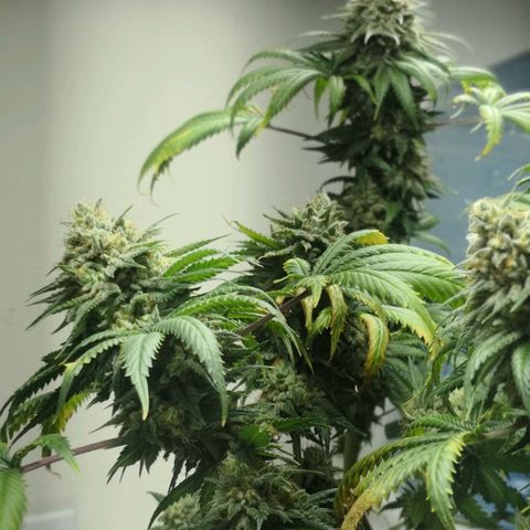 Bruce Banner growlog photo: Last day of 12/12. At 9pm light went off for 24h before harvest. 