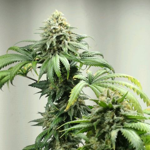 Bruce Banner growlog photo: Last day of 12/12. At 9pm light went off for 24h before harvest. 